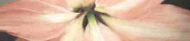 pas_062208003020.jpg