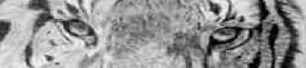 pas_062208003022.jpg