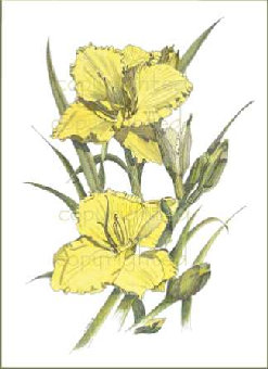 pas_062208013008.jpg