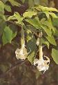 Angel's Trumpet - From Orig. Oil
