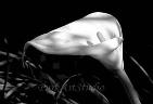 Calla Lily I