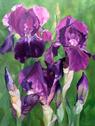 Carol's Irises - Oil Painting