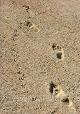 Crossing Paths -