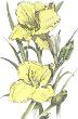 Botanical French Tulip - Mixed Media