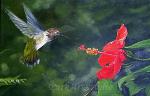 Hummingbird & the Hibiscus - Oil Painting