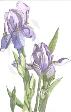 Botanical Iris - Mixed Media