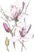 Botanical Magnolia - Mixed Media