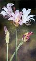 Naked Ladies - From Orig. Oil