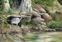 Scouting the Shore - From Orig Oil
