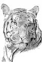Wildlife Illustration